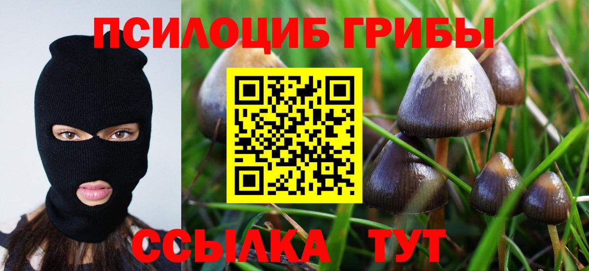 Галлюциногенные грибы Psilocybe Гулькевичи